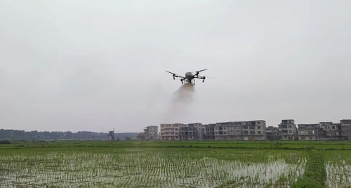 에 관한 최신 회사 뉴스 고대 도시: 쌀 수확을 안정시키고 수입을 늘리는 데 도움이 되는 드론